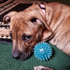 Fundraising Page: Nicole Deihm